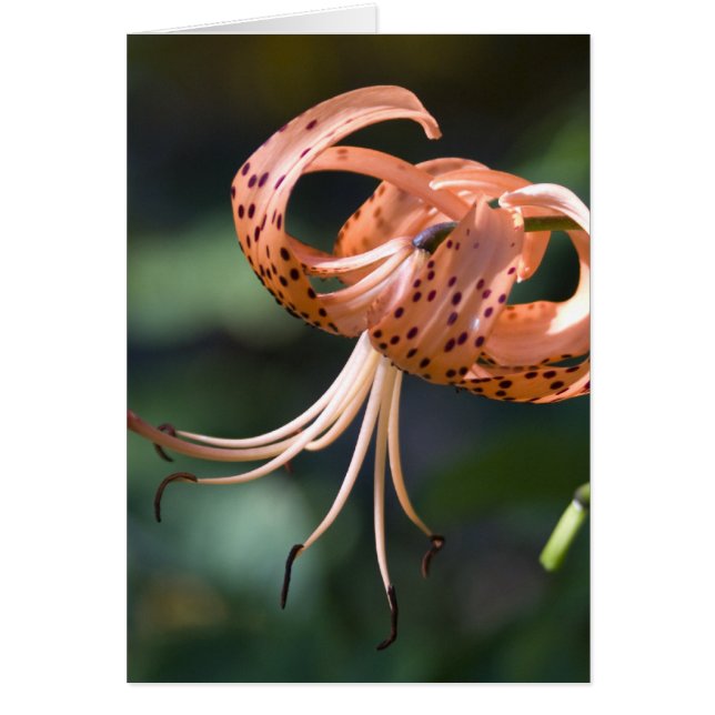 Tiger Lily (Voorkant)
