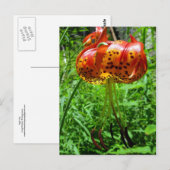 Tiger Lily 01 Briefkaart (Voorkant / Achterkant)