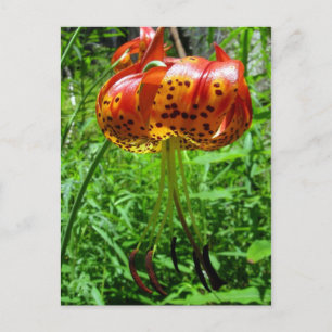 Tiger Lily 01 Briefkaart