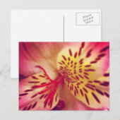 Tiger Lily Briefkaart (Voorkant / Achterkant)