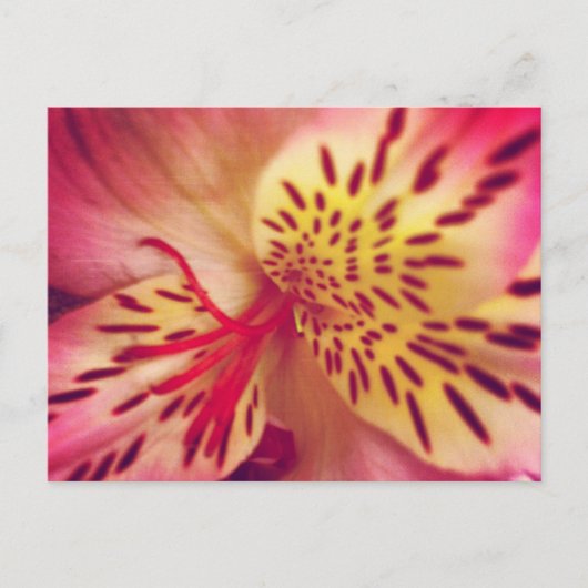Tiger Lily Briefkaart (Voorkant)