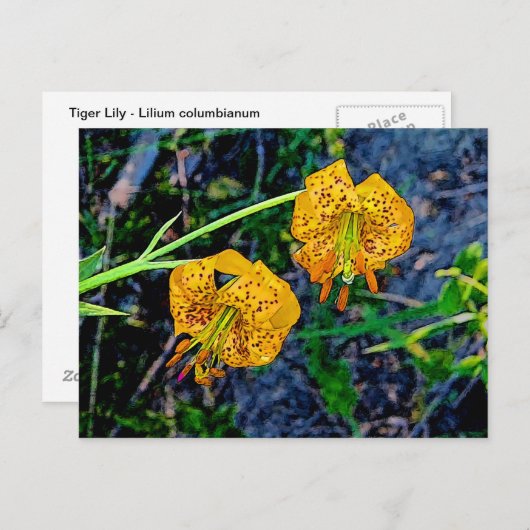 Tiger Lily Briefkaart (Voorkant / Achterkant)