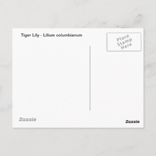 Tiger Lily Briefkaart (Achterkant)