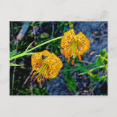 Tiger Lily Briefkaart (Voorkant)