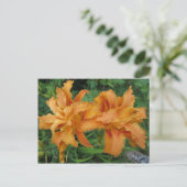 Tiger Lily Briefkaart (Staand voorkant)