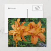 Tiger Lily Briefkaart (Voorkant / Achterkant)