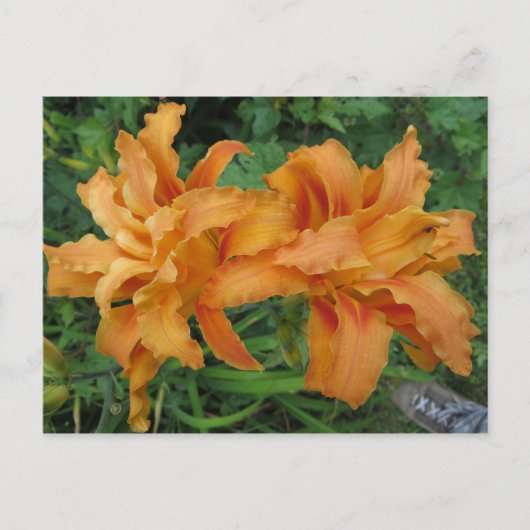Tiger Lily Briefkaart (Voorkant)
