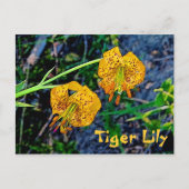 Tiger Lily Briefkaart (Voorkant)