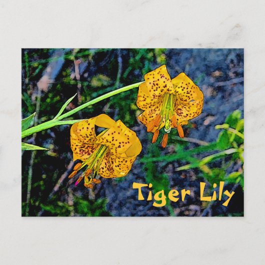 Tiger Lily Briefkaart (Voorkant)