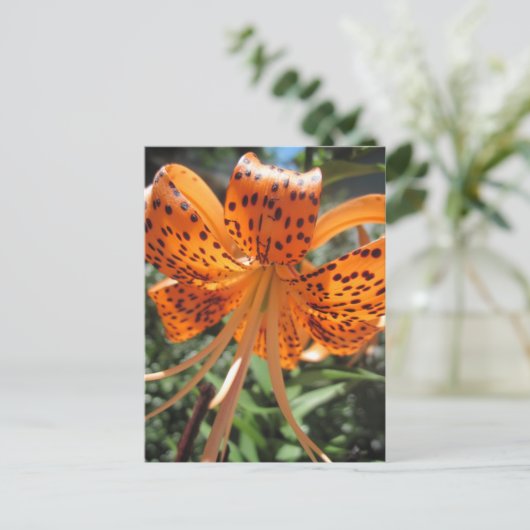 Tiger Lily Briefkaarten (Staand voorkant)