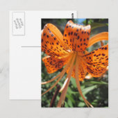 Tiger Lily Briefkaarten (Voorkant / Achterkant)