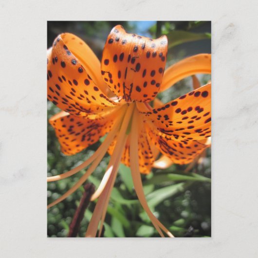 Tiger Lily Briefkaarten (Voorkant)