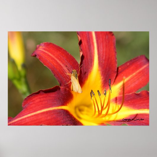 Tiger Lily en Friend Poster (Voorkant)