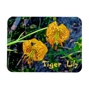 Tiger Lily Magneet