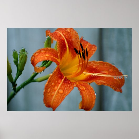 Tiger Lily Poster (Voorkant)