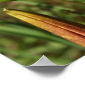 Tiger Lily Poster (Hoek)