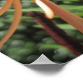 Tiger Lily Poster Print (Hoek)