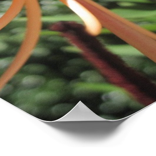 Tiger Lily Poster Print (Hoek)