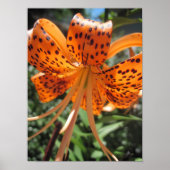 Tiger Lily Poster Print (Voorkant)