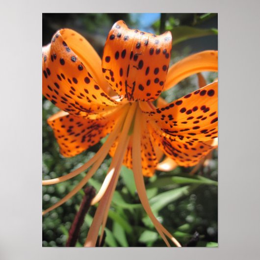 Tiger Lily Poster Print (Voorkant)