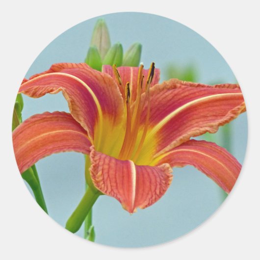 Tiger Lily Ronde Sticker (Voorkant)