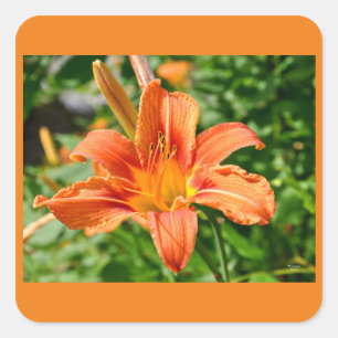Tiger Lily - Sticker