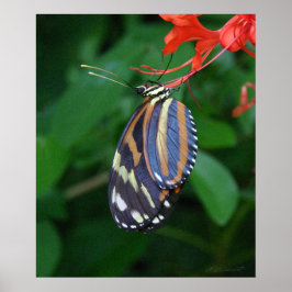 Tiger Longwing Art Print -20x24 - ook andere forma