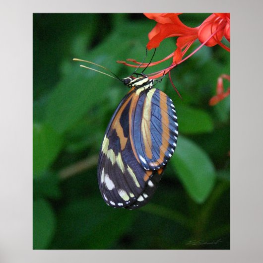 Tiger Longwing Art Print -20x24 - ook andere forma (Voorkant)