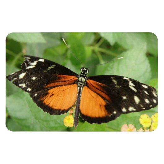 Tiger Longwing Butterfly Flexi Magnet Magneet (Horizontaal)