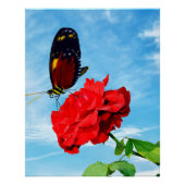 Tiger longwing butterfly pollinating a rose Don Ju Perfect Poster (Voorkant)