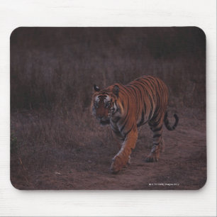 Tiger loopt langs de trein muismat