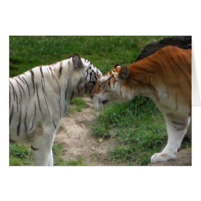 Tiger Love (Voorkant Horizontaal)