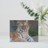 Tiger Love Briefkaart (Staand voorkant)