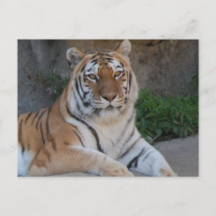 Tiger Love Briefkaart