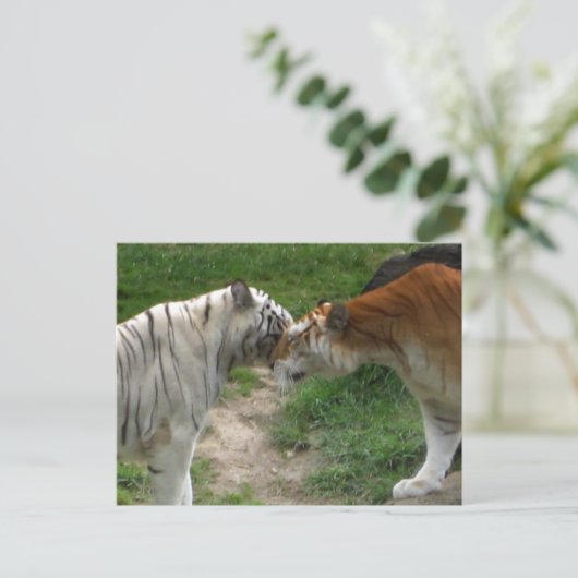 Tiger Love Briefkaart (Staand voorkant)