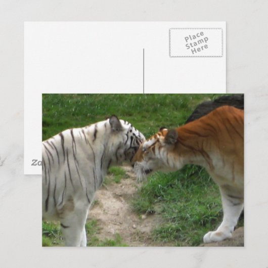 Tiger Love Briefkaart (Voorkant / Achterkant)