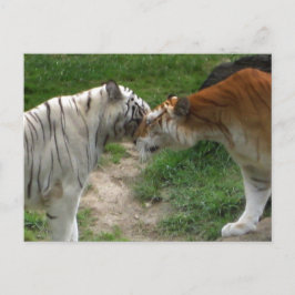Tiger Love Briefkaart