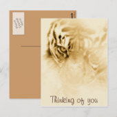 ,Tiger Love_ Briefkaart (Voorkant / Achterkant)