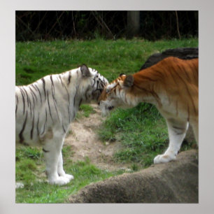 Tiger Love Poster