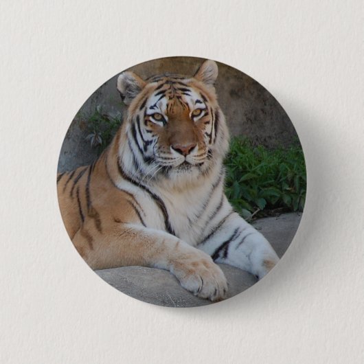 Tiger Love Ronde Button 5,7 Cm (Voorkant)