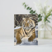 Tiger Lovers Art Gifts Briefkaart (Staand voorkant)