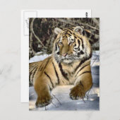 Tiger Lovers Art Gifts Briefkaart (Voorkant / Achterkant)