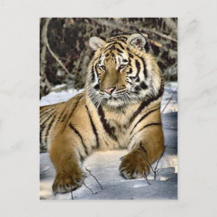 Tiger Lovers Art Gifts Briefkaart