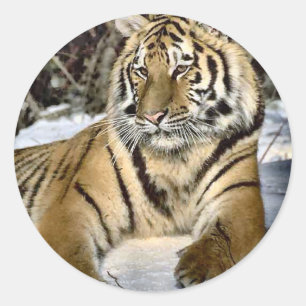 Tiger Lovers Art Gifts Ronde Sticker