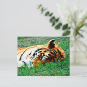 Tiger Lying Down Briefkaart (Staand voorkant)