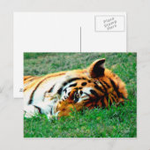 Tiger Lying Down Briefkaart (Voorkant / Achterkant)