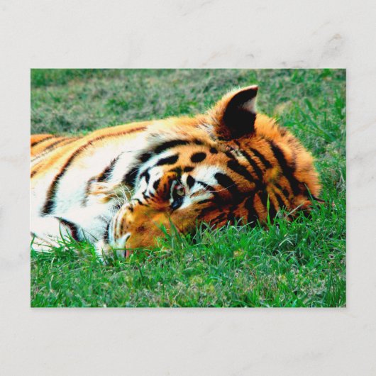 Tiger Lying Down Briefkaart (Voorkant)