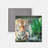 Tiger Magnet (Voorkant / Achterkant)