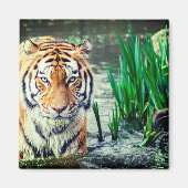 Tiger Magnet (Voorkant)