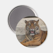 Tiger Magnet (Voorkant / Achterkant)